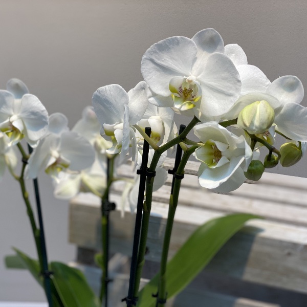 Orchidee - Weiß Bild 1