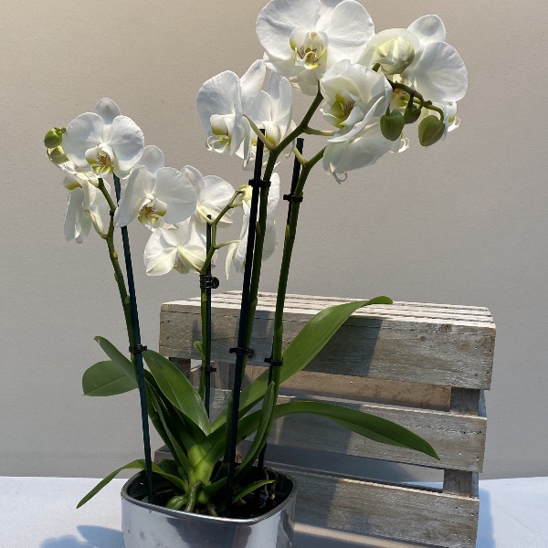 Orchidee - Weiß Bild 2