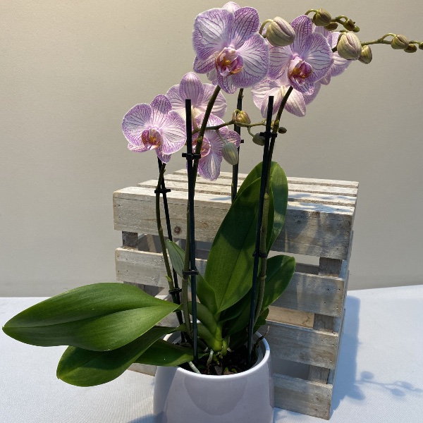 Orchidee - Rosé Bild 1