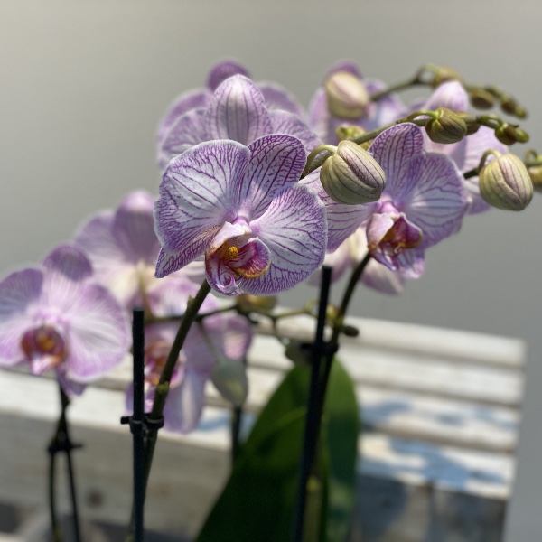 Orchidee - Rosé Bild 2
