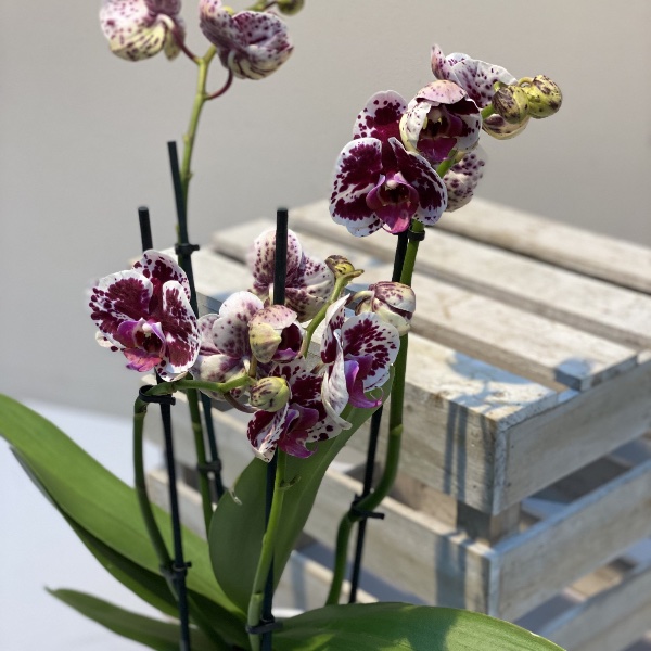 Orchidee - Rot/Weiß Bild 1